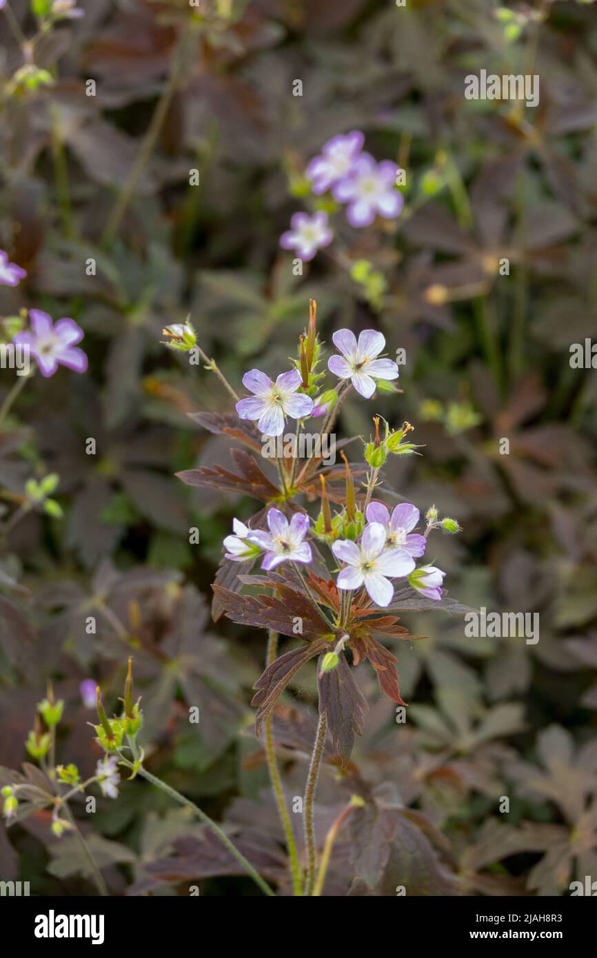 Geranium maculatum 'Espresso', Geranium, Blooming, Spring, Plant, Purple, Flower, Cranesbill, Geranium maculatum, Geraniums Stock Photo