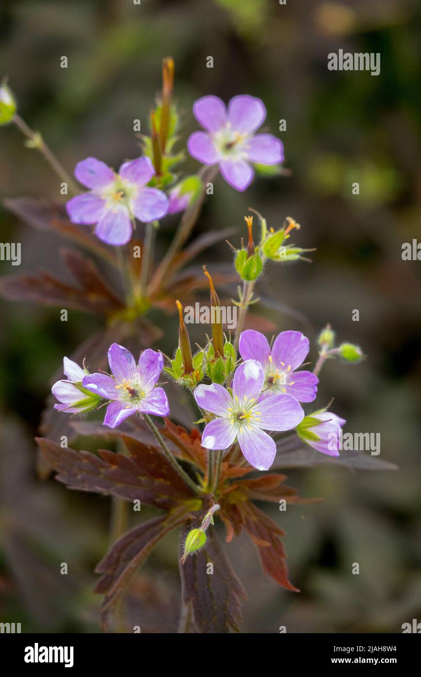 Geranium maculatum 'Espresso', Geranium, Blooming, Spring, Plant, Purple, Flower, Cranesbill, Geranium maculatum, Geraniums Stock Photo