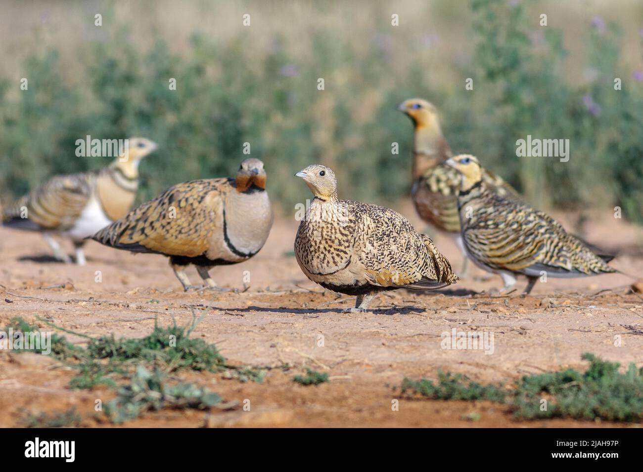 Pin-tailed sandgrouses,Pterocles alchata, and black-bellied sandgrouses,Pterocles orientalis, Monegros desert, Aragon, Spain Stock Photo