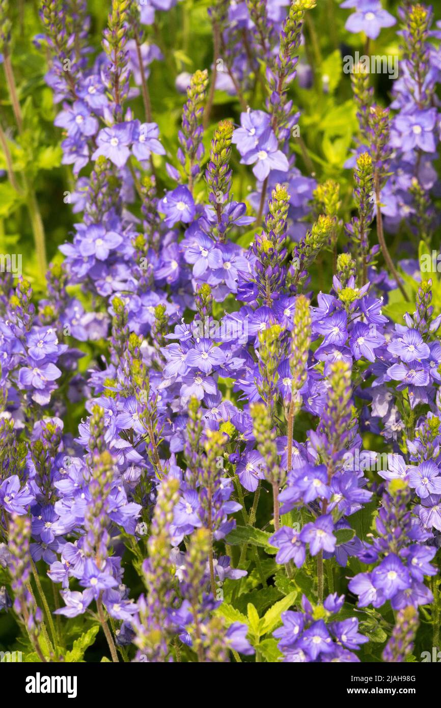 Pale Blue, Veronica, Speedwell, Spring, Veronica austriaca, Blooms, Flowers, Perennial, Garden Stock Photo