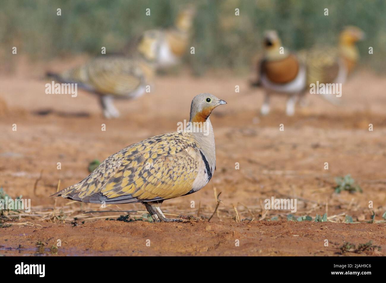 Pin-tailed sandgrouses,Pterocles alchata, and black-bellied sandgrouses,Pterocles orientalis, Monegros desert, Aragon, Spain Stock Photo