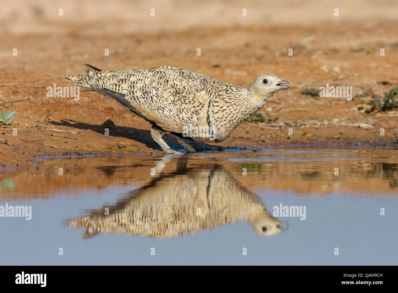 Black-bellied sandgrouse female drinking, Pterocles orientalis, Monegros desert, Aragon, Spain Stock Photo