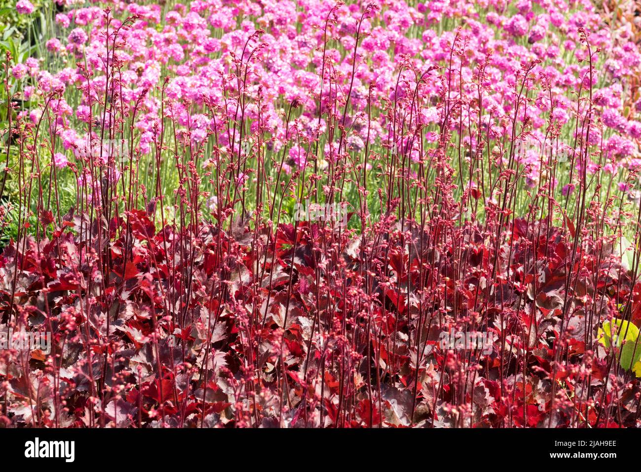 Red Pink Contrast Plants Garden Heuchera 'Neptune' Armeria maritima 'Nifty Thrifty' Border Blooming Sea Pink Rose Thrift Seapink Spring Mixed Flowers Stock Photo