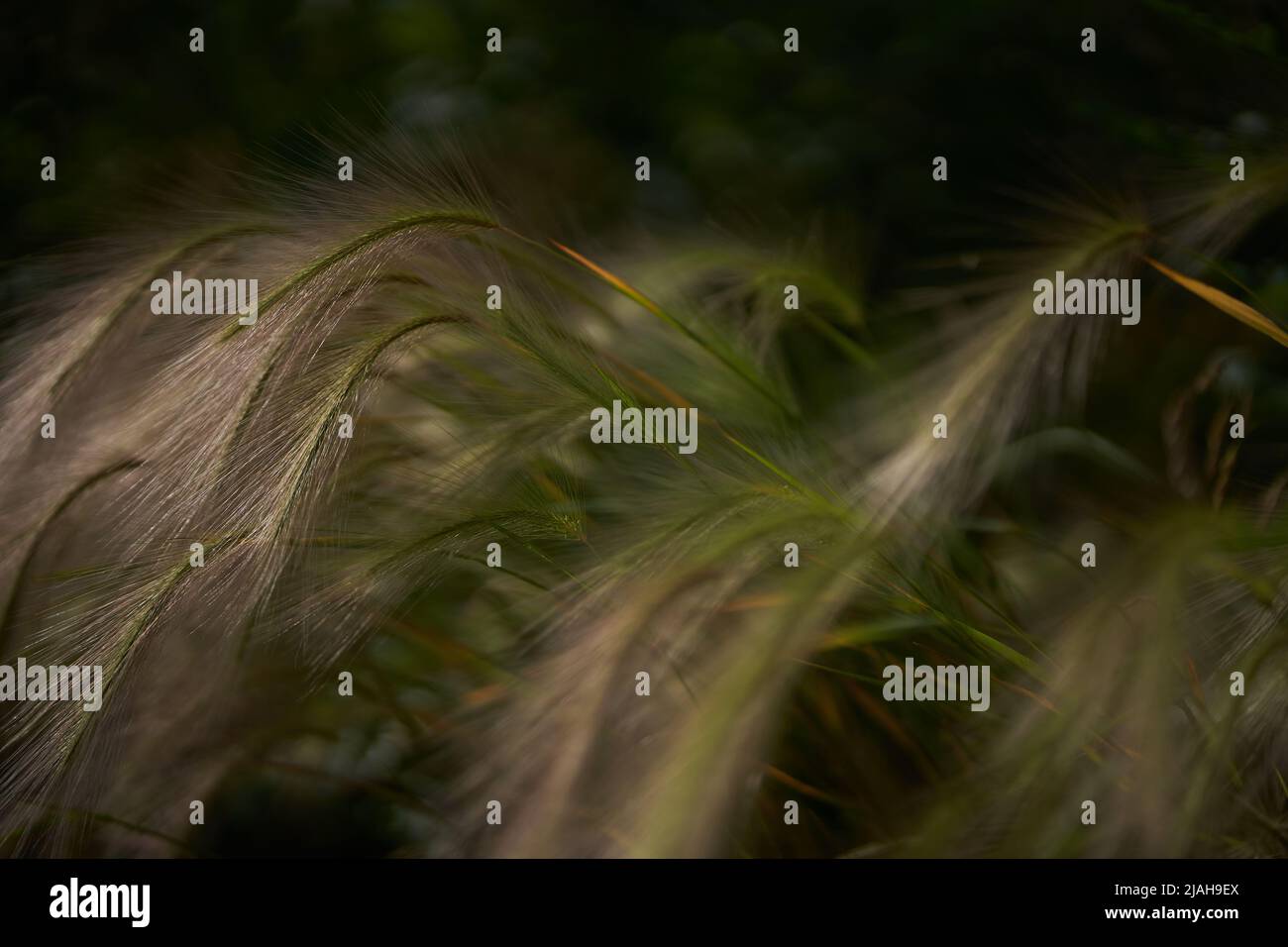 detail of arching sprays of pale green ornamental grass Stock Photo