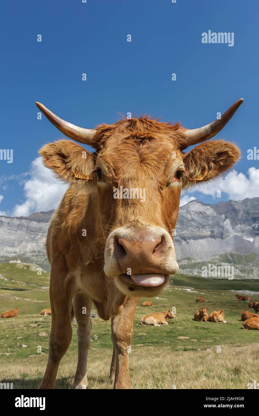 Cows at Troumouse circus, Hautes pyrenees national park, France Stock Photo