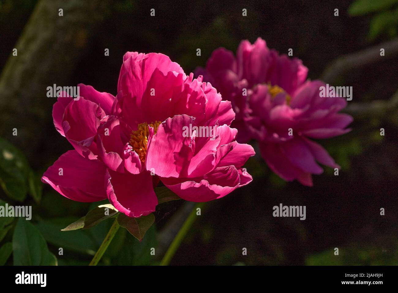 sunlight on two pink peony blossoms with soft focus foliage in background Stock Photo