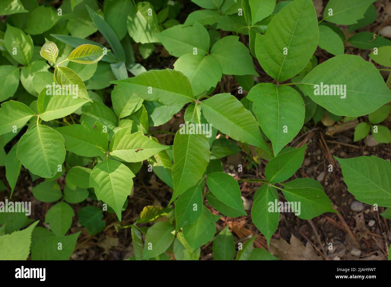 Directly Above Close up of a Patch of Poison Ivy Plants on a Sunny Day Stock Photo
