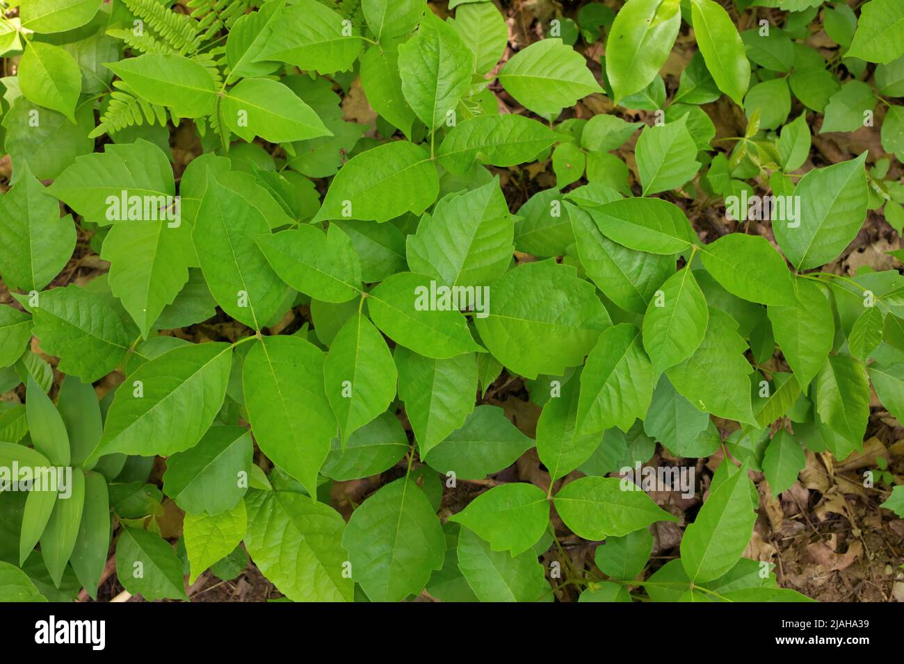 Directly Above Close up of a Patch of Poison Ivy Plants on a Sunny Day Stock Photo