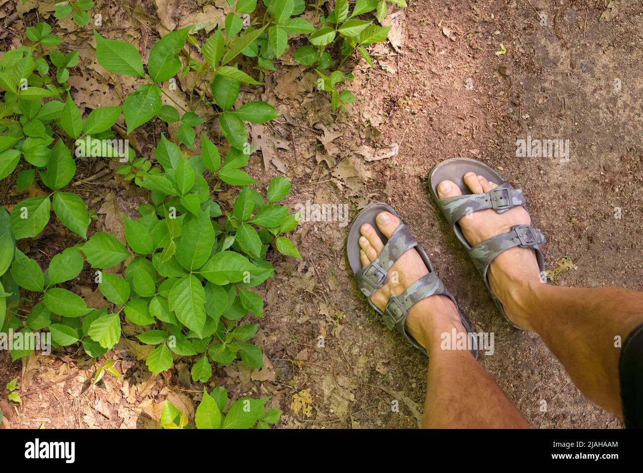 Directly Above POV shot of Man's Feet in Sandals beside a Patch of Poison Ivy Plants on a Sunny Day Stock Photo