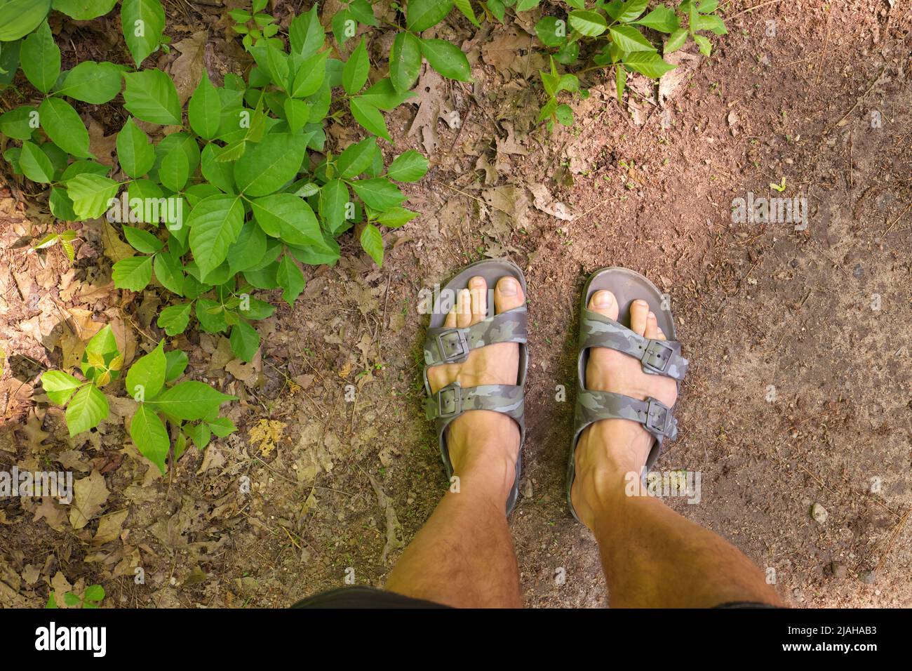 Directly Above POV shot of Man's Feet in Sandals beside a Patch of Poison Ivy Plants on a Sunny Day Stock Photo