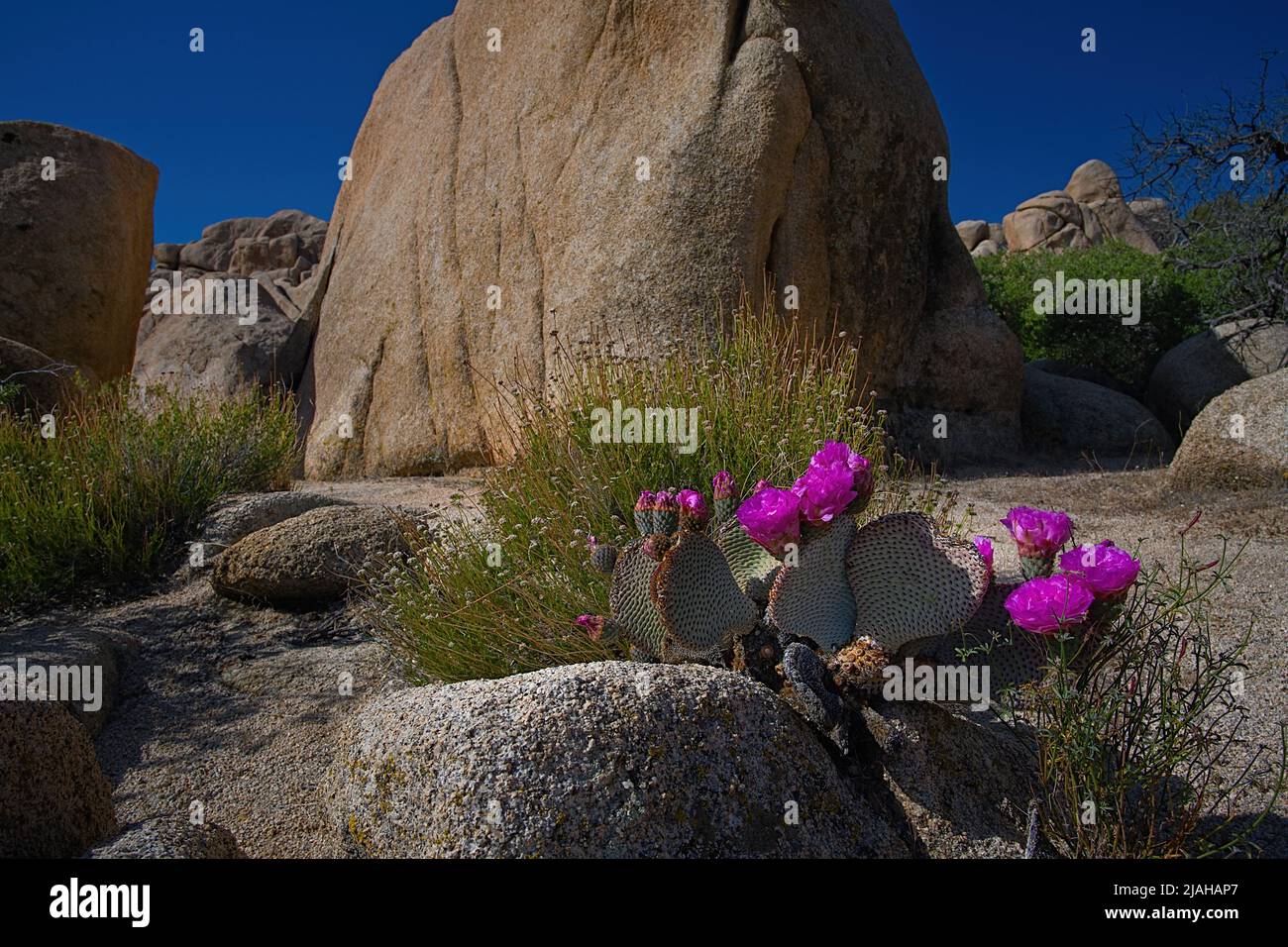 Spring Trixis Flower Stock Photo