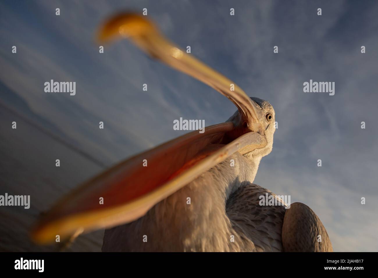 An immature Dalmatian Pelican is open its bill and watching directly into the camera Stock Photo