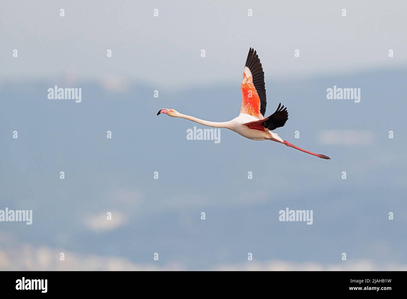 An adult Greater Flamingo in flight Stock Photo