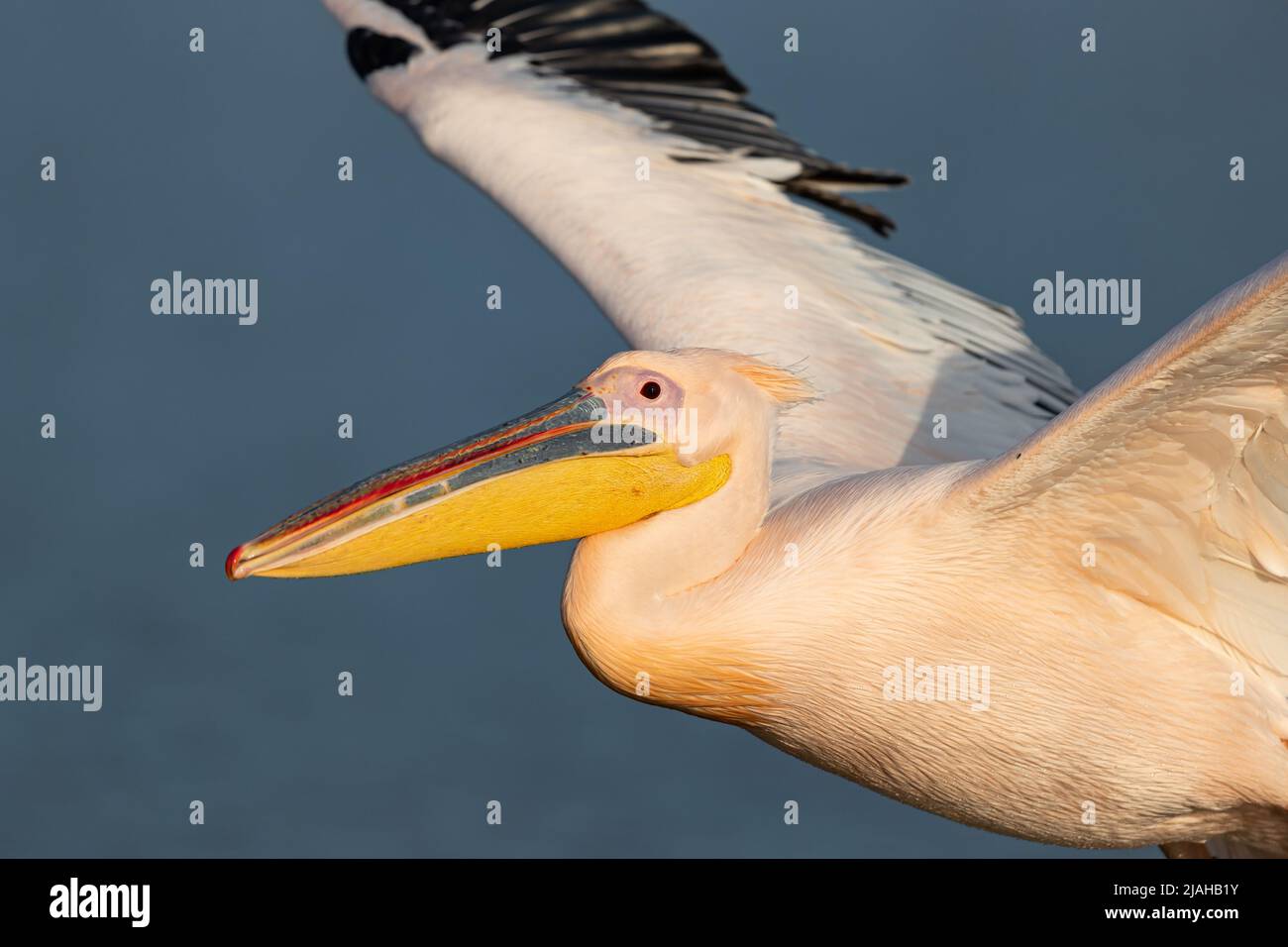 An adult Great White Pelican in flight Stock Photo