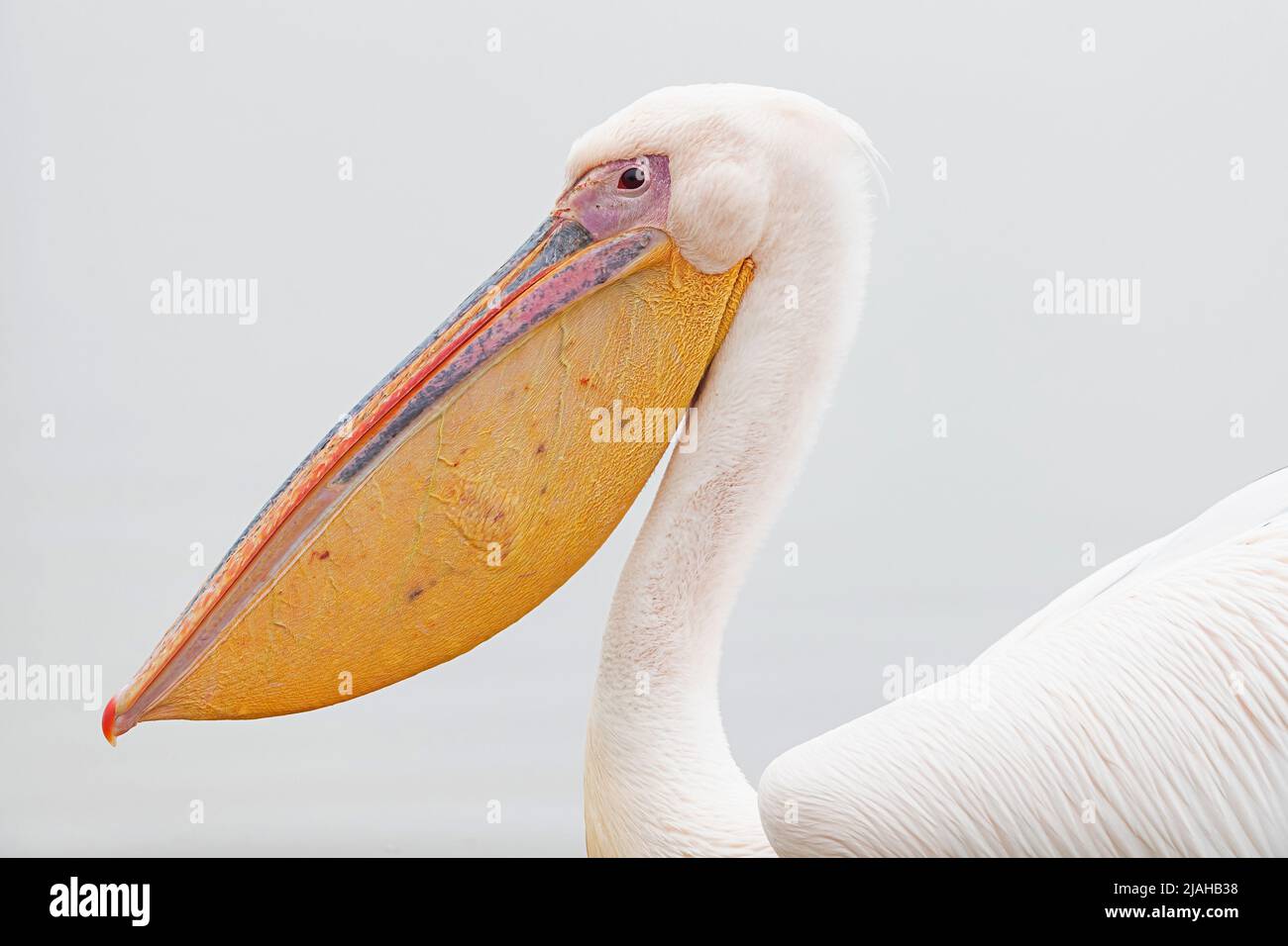 Portrait of an adult Great White Pelican Stock Photo