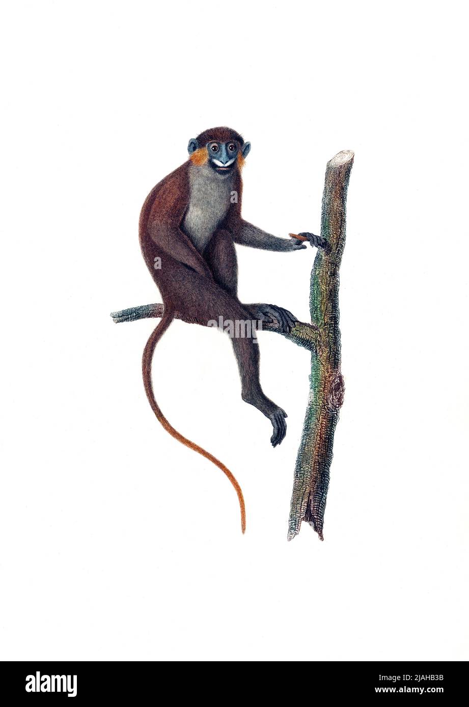 The moustached guenon or moustached monkey (Cercopithecus cephus) iIlustration from the 1700s Stock Photo