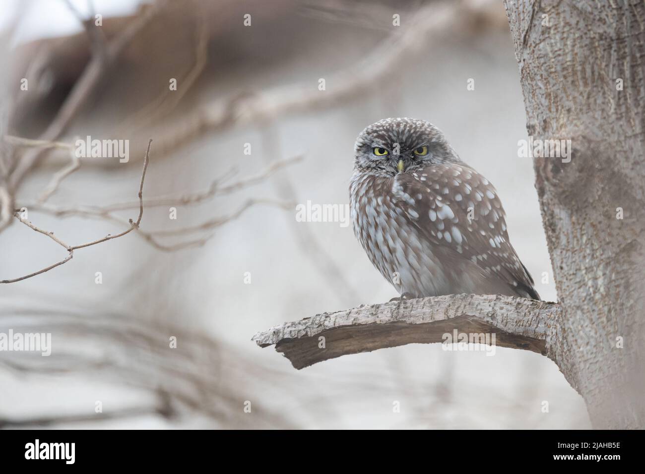 A Little Owl sitting in a Walnut tree and looking into the camera Stock Photo