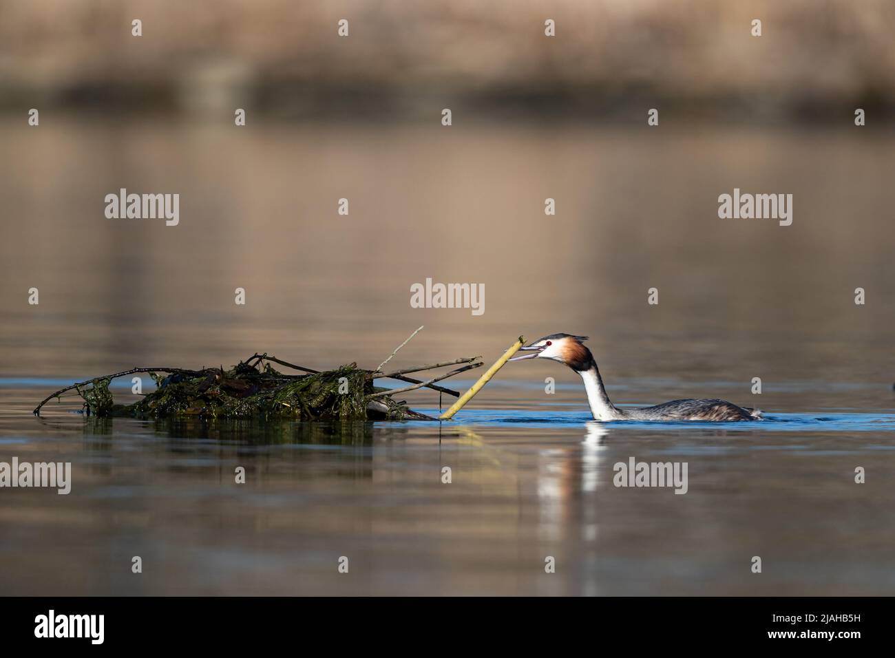Great Crested Grebe is building the nest Stock Photo