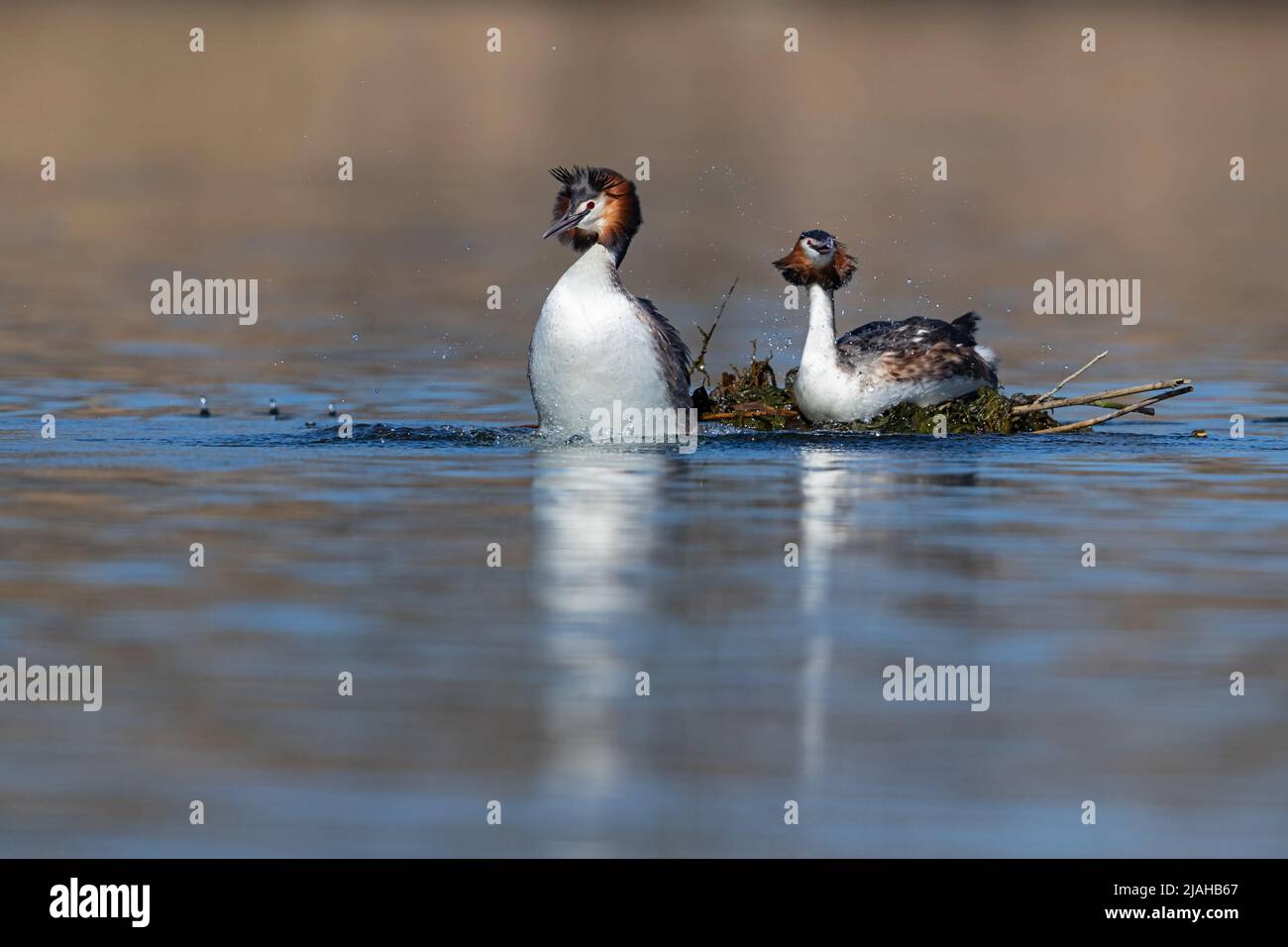 Mating Great Crested Grebes on their nest Stock Photo