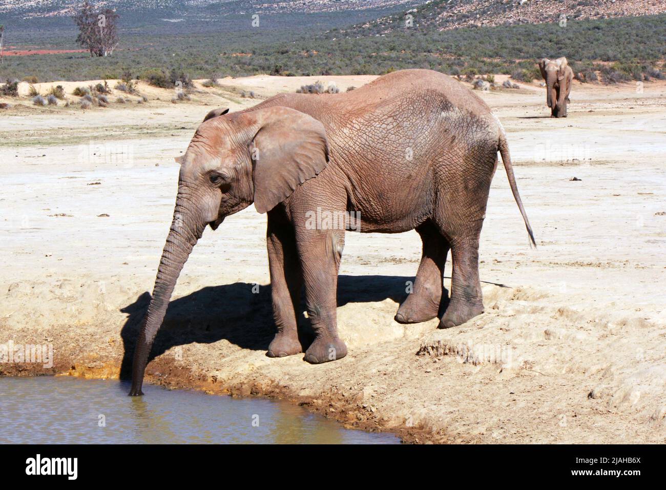 We are thirsty too, it's incredible how animals behave around water and there is so much magic in those moments. Stock Photo