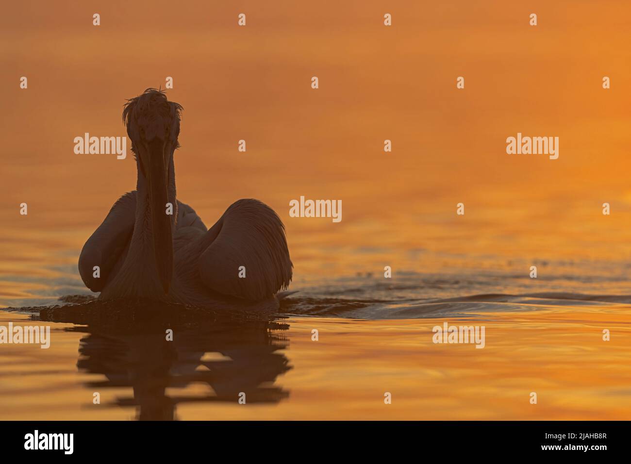 Dalmatian Pelicans in the morning sun of Lake Kerkini Stock Photo