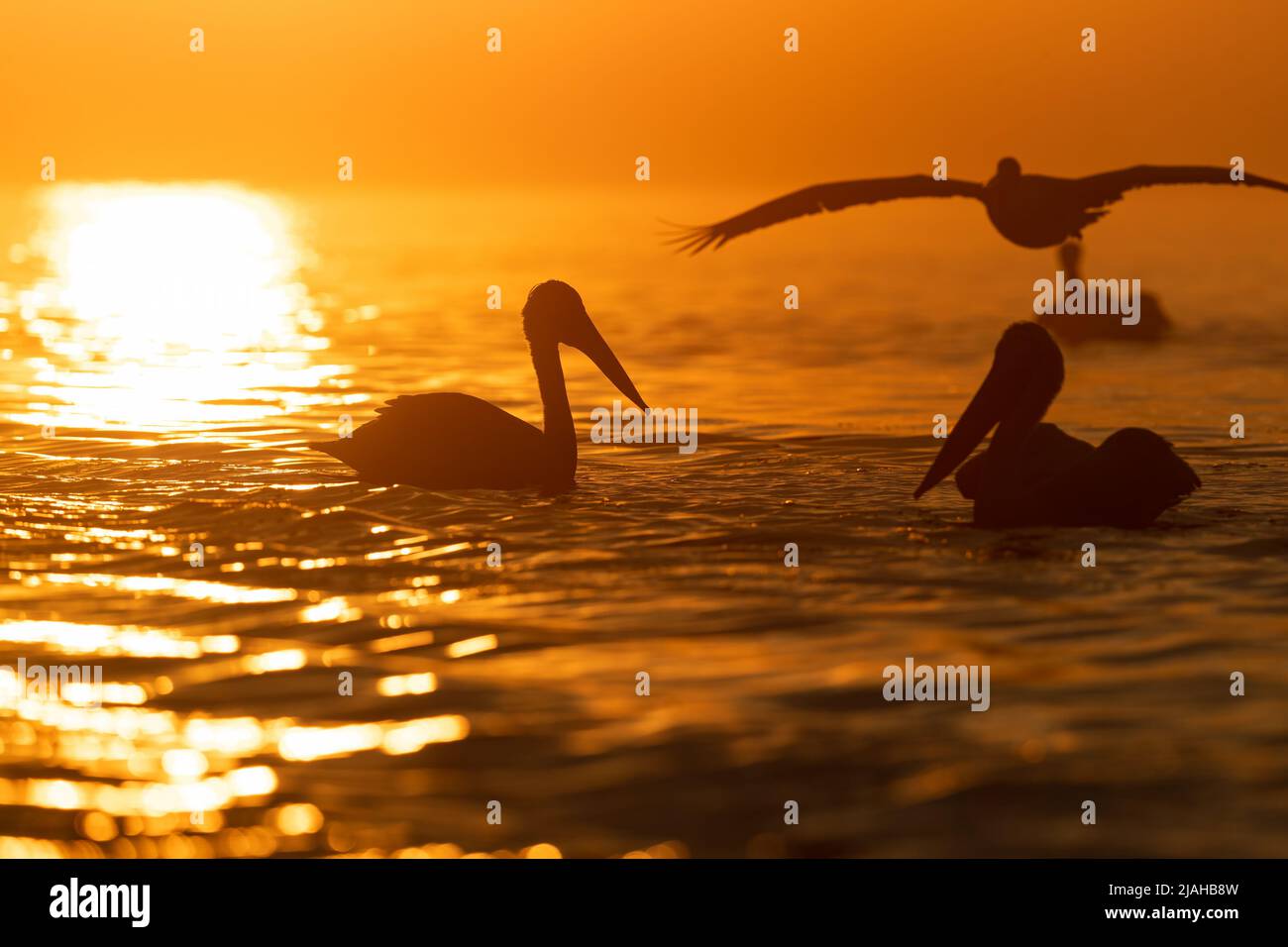 Dalmatian Pelicans in the morning sun of Lake Kerkini Stock Photo