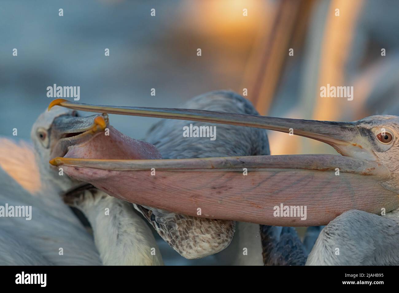 Two Dalmatian Pelicans quarrel for fish Stock Photo