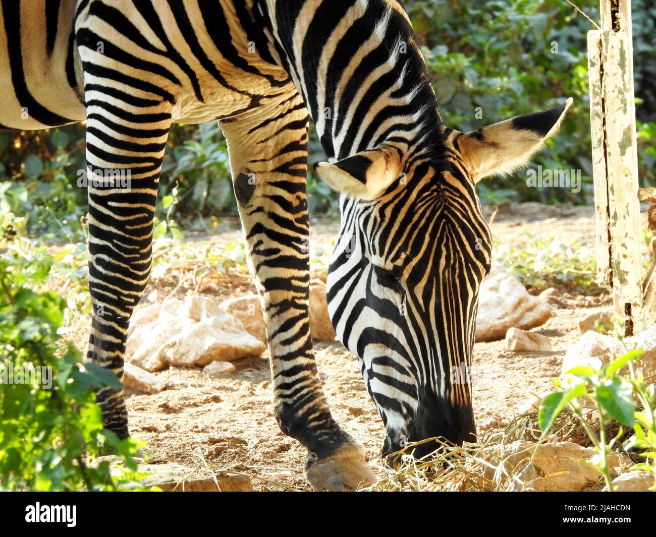 A wild zebra animal eating in a grass land, Zebras are African equines with distinctive black and white striped coats with three types grevy, plains a Stock Photo