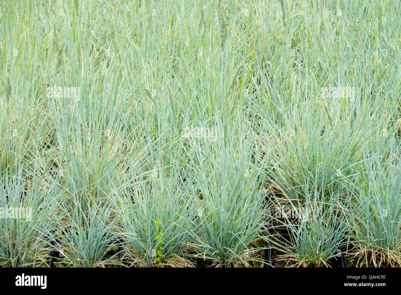 Blue Fescue, Festuca Glauca, Elijah Blue, Blue, Grass, Fescue, Garden