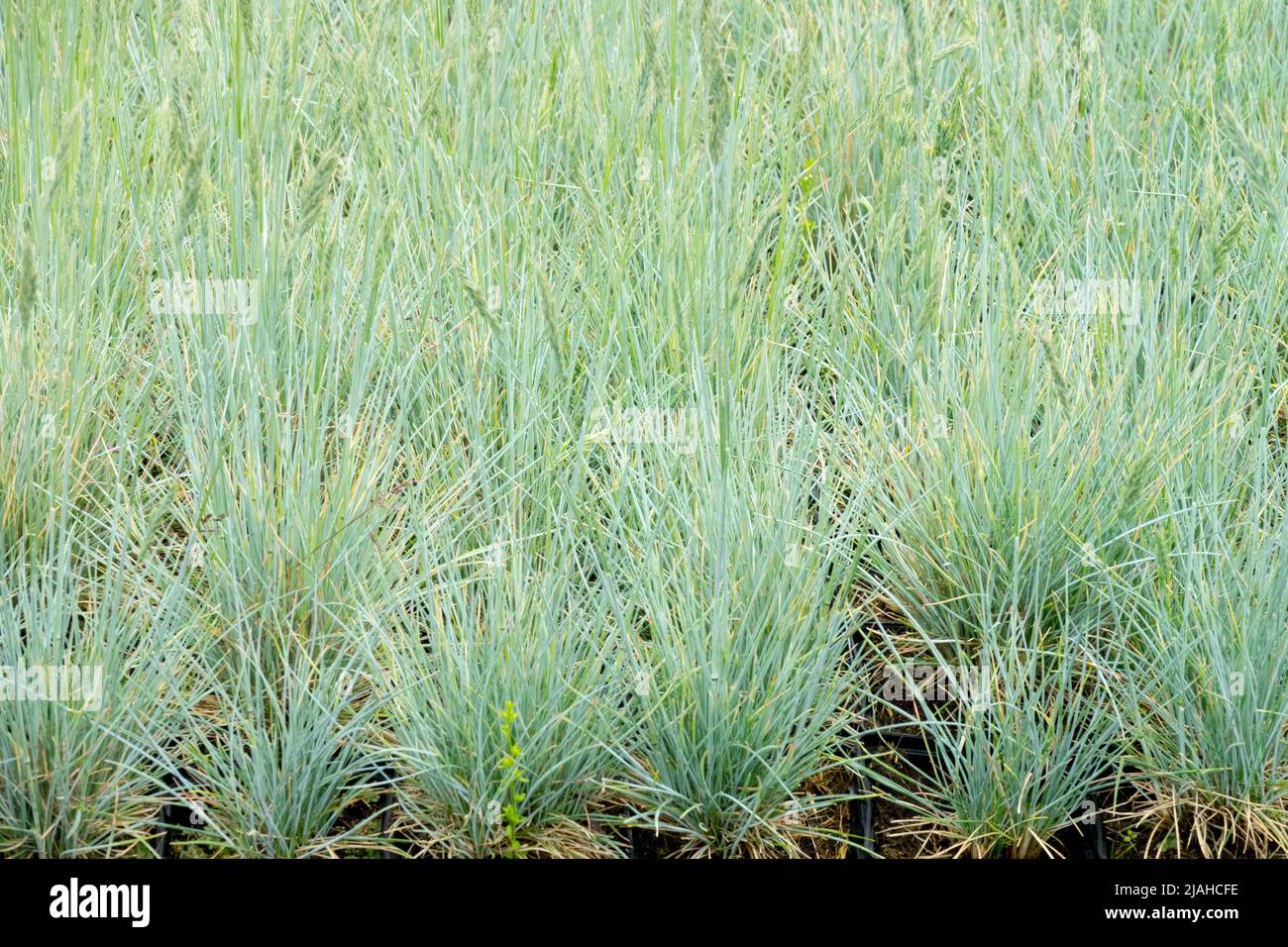 Blue Fescue, Festuca Glauca, Elijah Blue, Blue, Grass, Fescue, Garden, Grasses, Festuca glauca Elijah Blue Grass ground cover plants Stock Photo