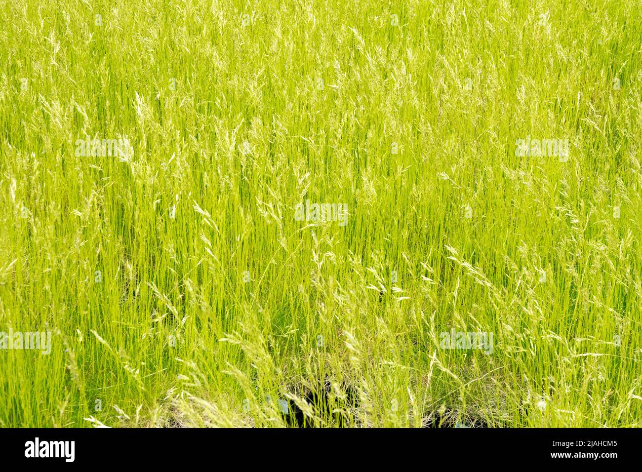 Bearskin Fescue, garden grasses, Festuca scoparia, Festuca gautieri, Spiky Fescue, Spring garden grass Stock Photo