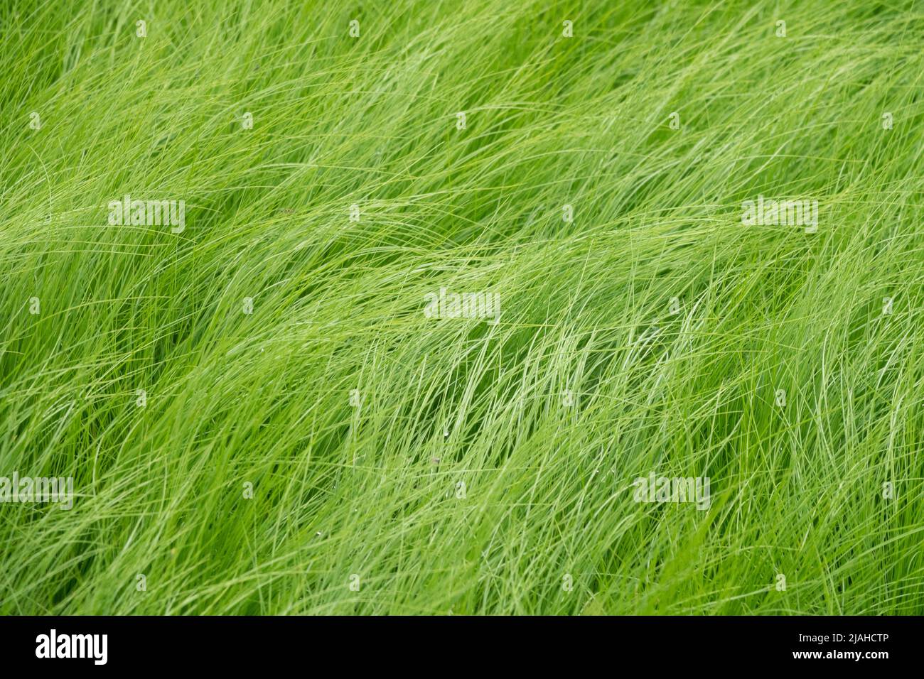 Stipa tenuissima 'Pony Tails', Mexican Feathergrass, Ornamental, Grasses, Modern garden grasses, Nassella Stipa tenuissima Pony Tails, Grass in spring Stock Photo