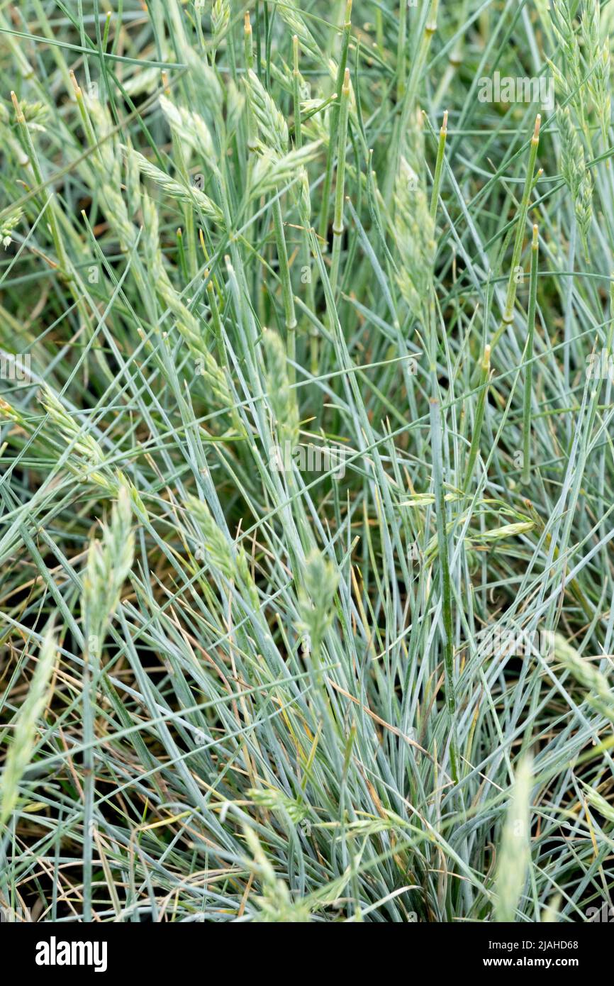 Festuca cinerea, Blauglut, Blue, Fescue, Garden, Grass, Clump Stock Photo