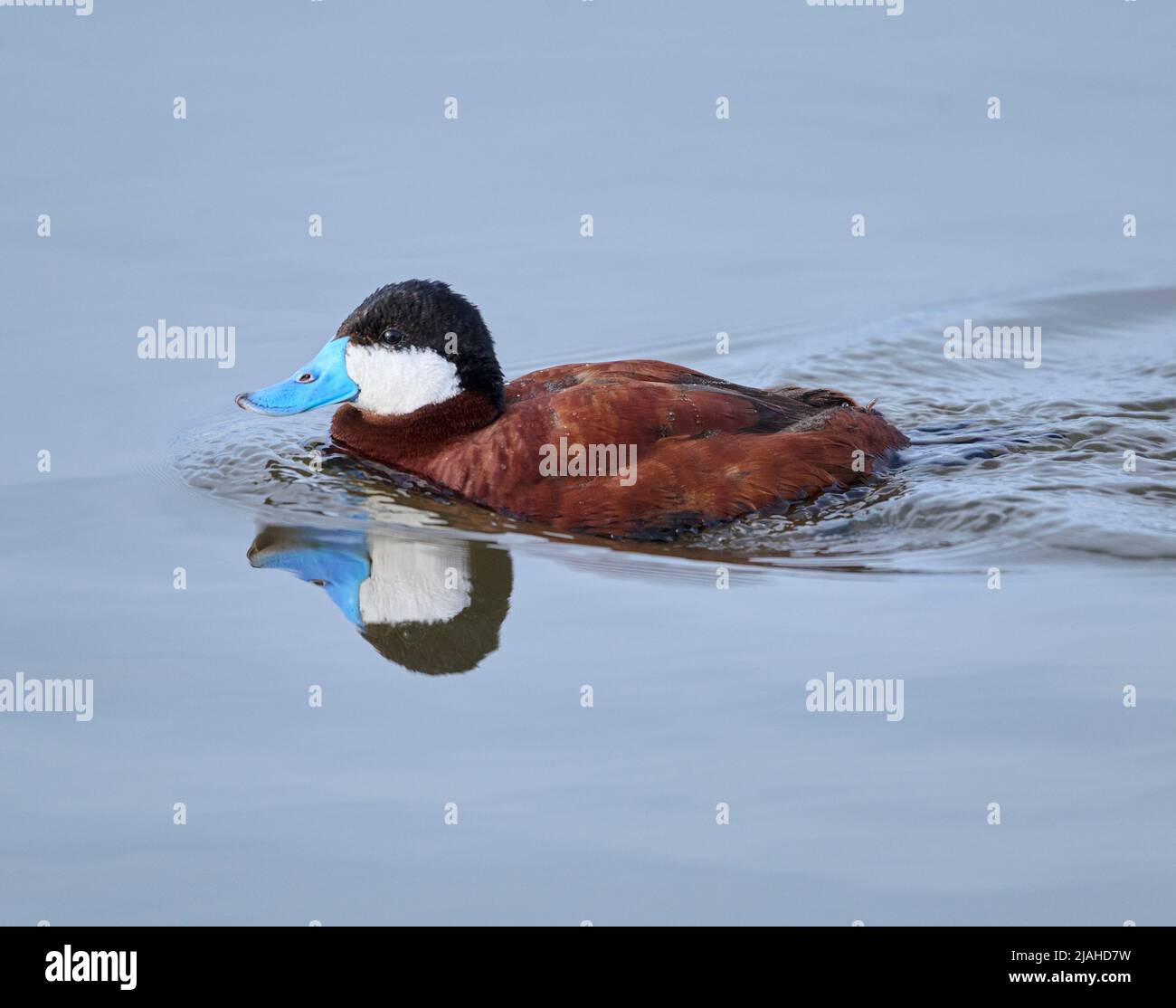 Ruddy duck (Oxyura jamaicensis) swimming, Frank Lake, Alberta, Canada Stock Photo