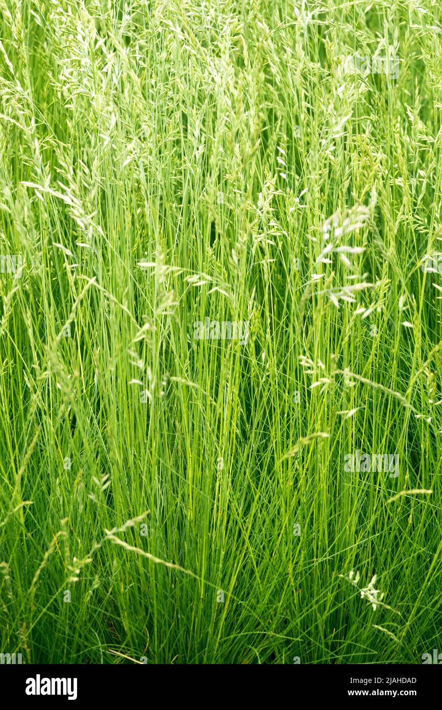 Festuca ovina, Sheeps Fescue, Perennial, Grasses, Spring, Ornamental grasses, Clumps of, Grass Stock Photo