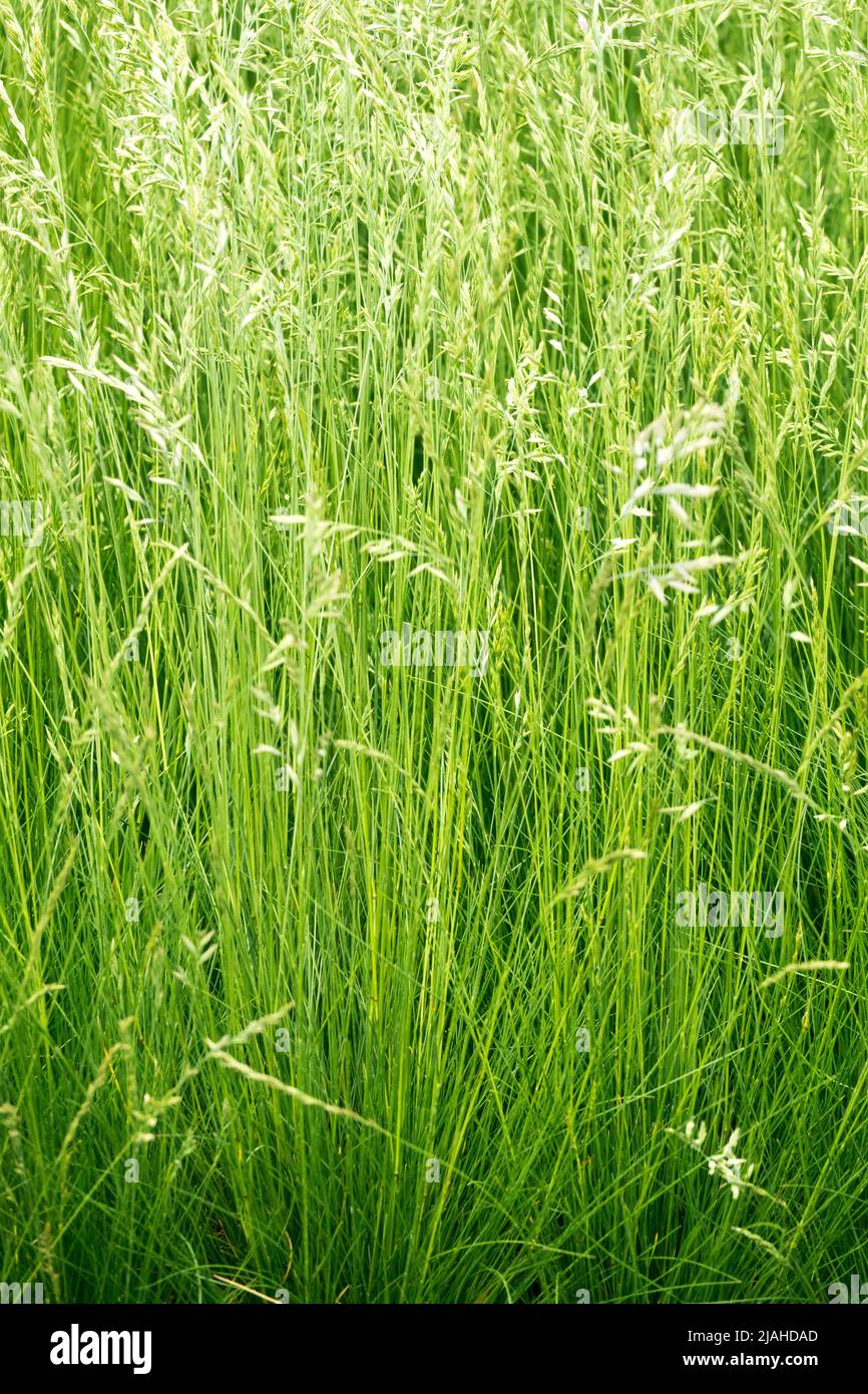 Festuca Ovina Sheeps Fescue Perennial Grasses Spring Ornamental