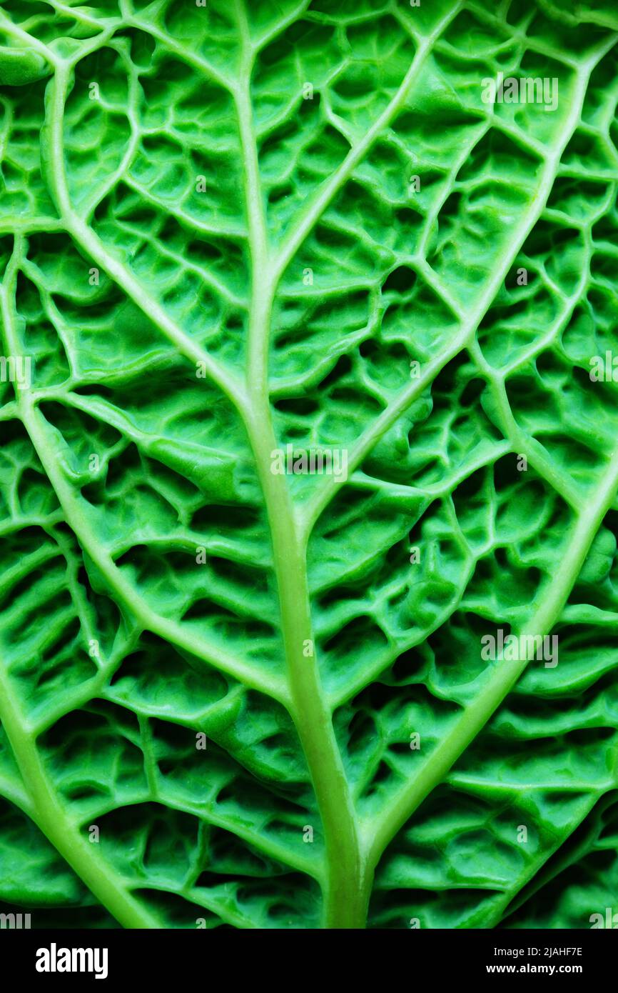 Extreme closeup with small details of an organic cabbage leaf Stock Photo