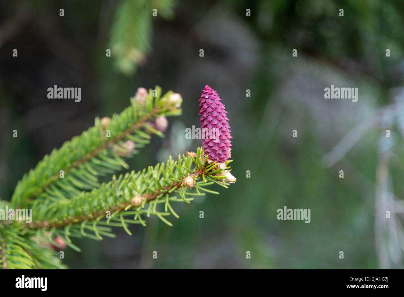 Beautiful blooming spruce branches with red cones Stock Photo