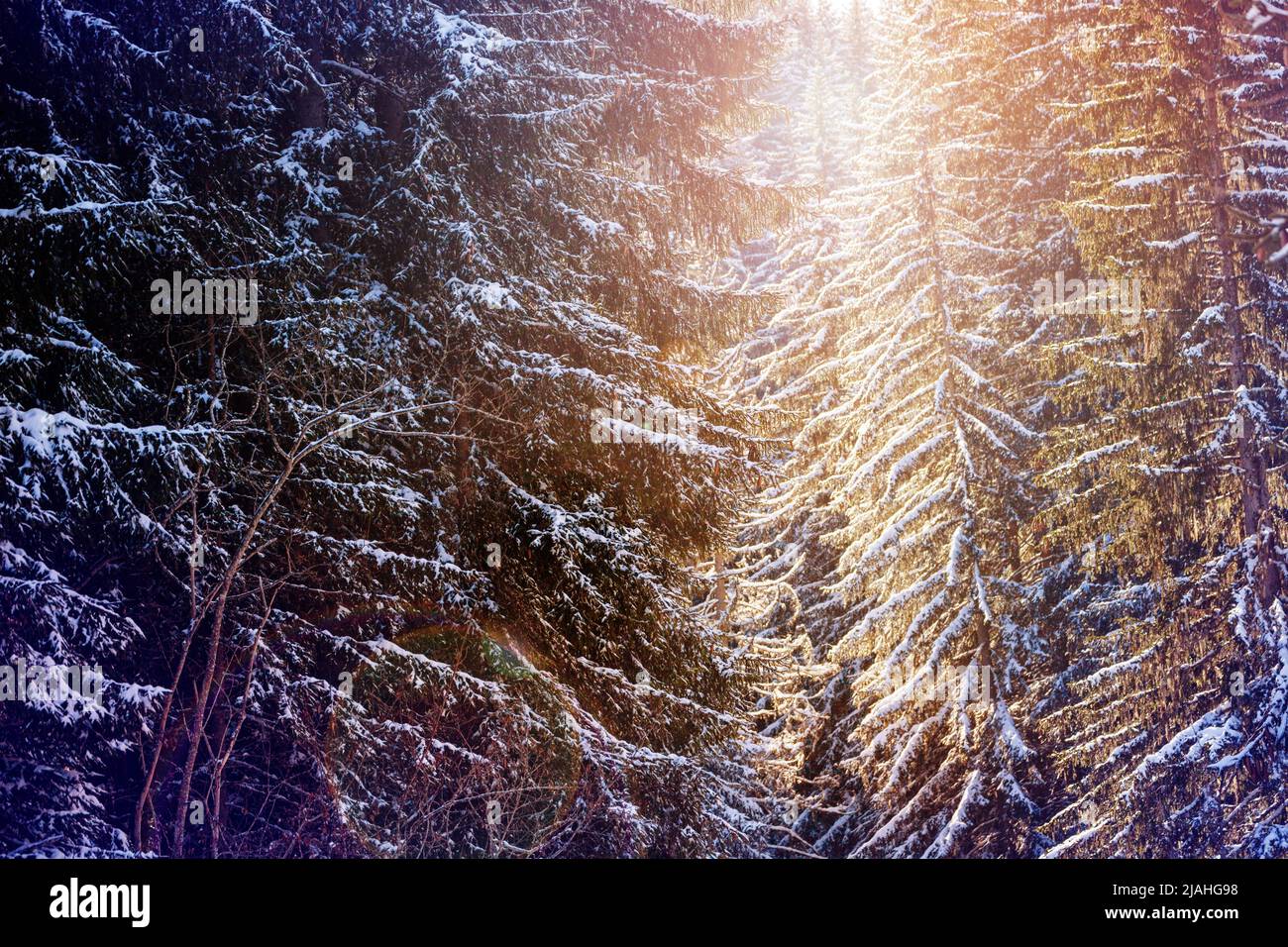 Sunlight going through firs covered with snow in the forest Stock Photo