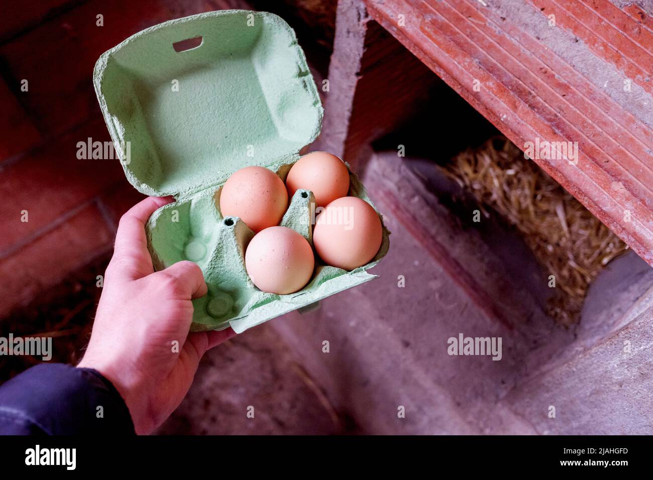 Young farmer's hand collecting fresh eggs from chickens Stock Photo Alamy