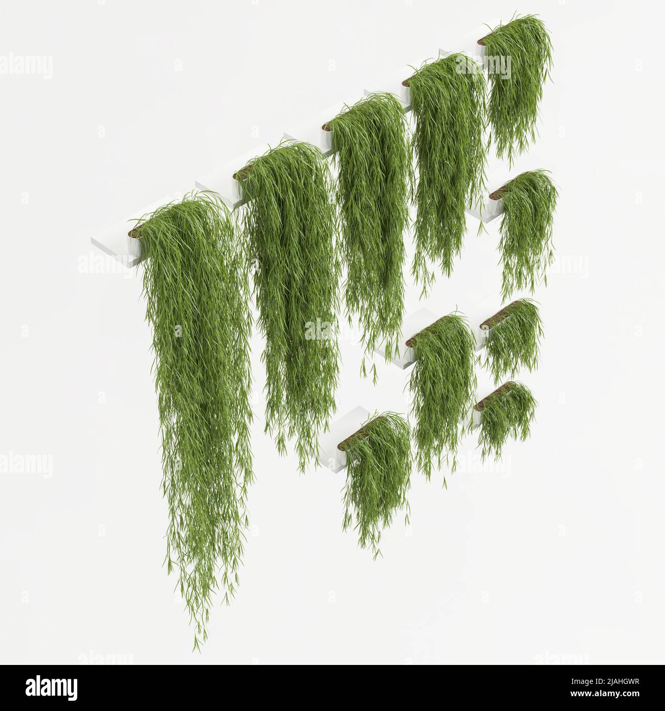 3d illustration ivy isolated on white background Stock Photo - Alamy