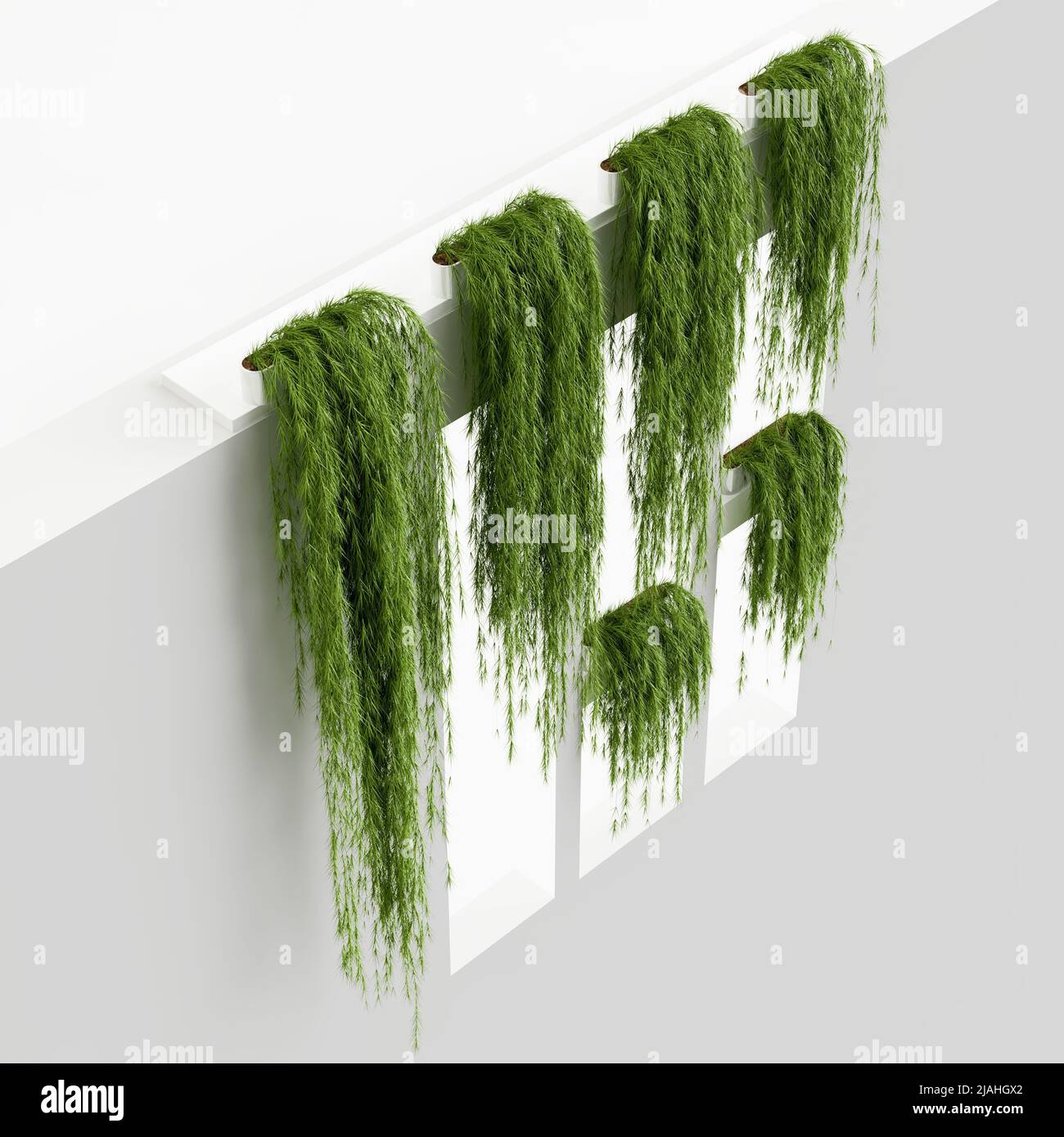 3d illustration ivy isolated on white background Stock Photo - Alamy