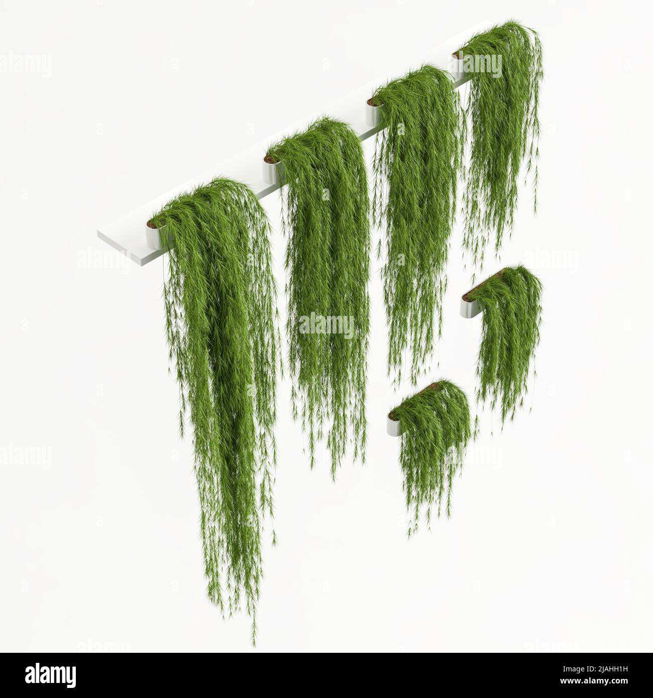 3d illustration ivy isolated on white background Stock Photo - Alamy