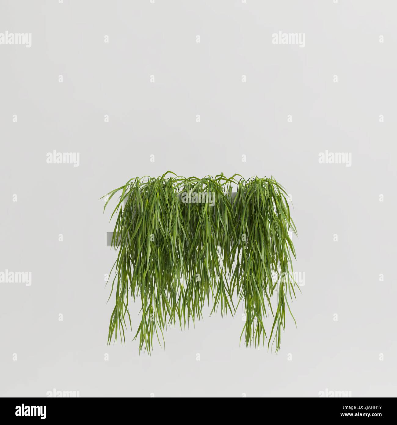 3d illustration ivy isolated on white background Stock Photo - Alamy