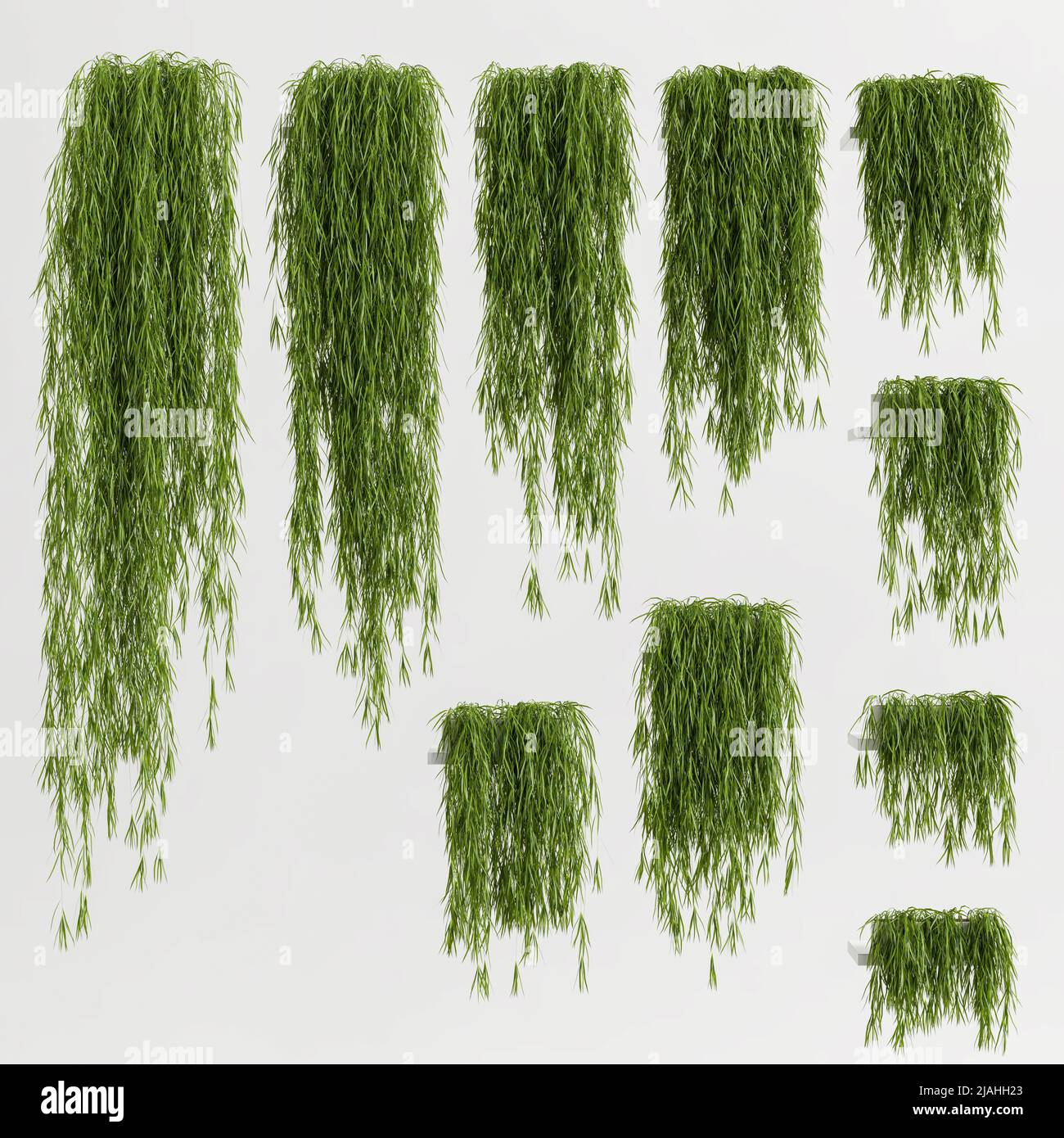 3d illustration ivy isolated on white background Stock Photo - Alamy