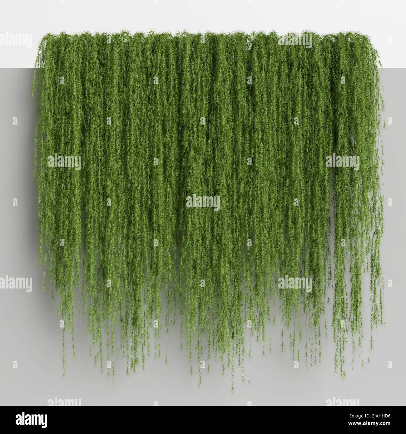 3d illustration ivy isolated on white background Stock Photo - Alamy