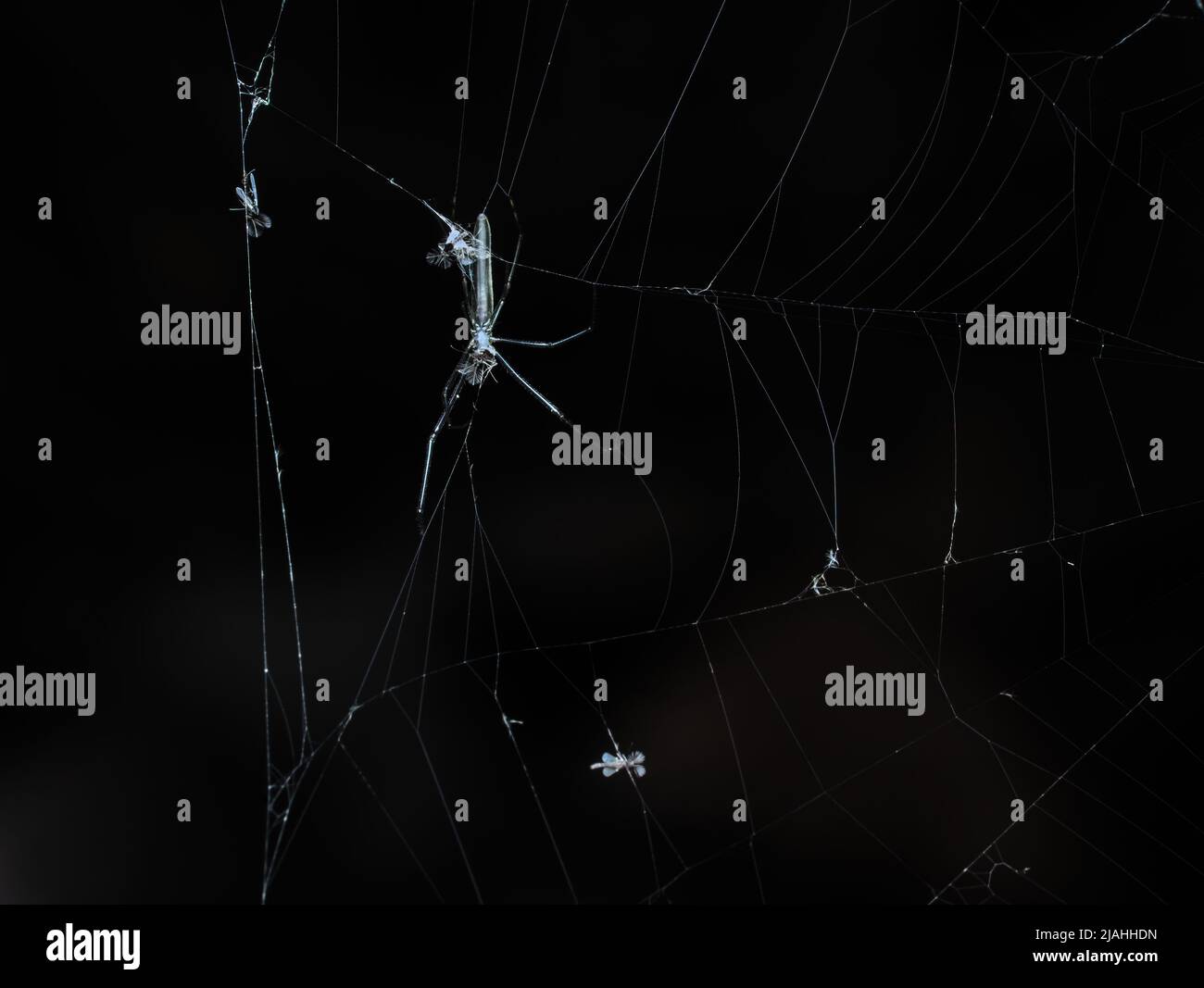 Long jawed orb weaver spider eats preys trapped in the web Stock Photo