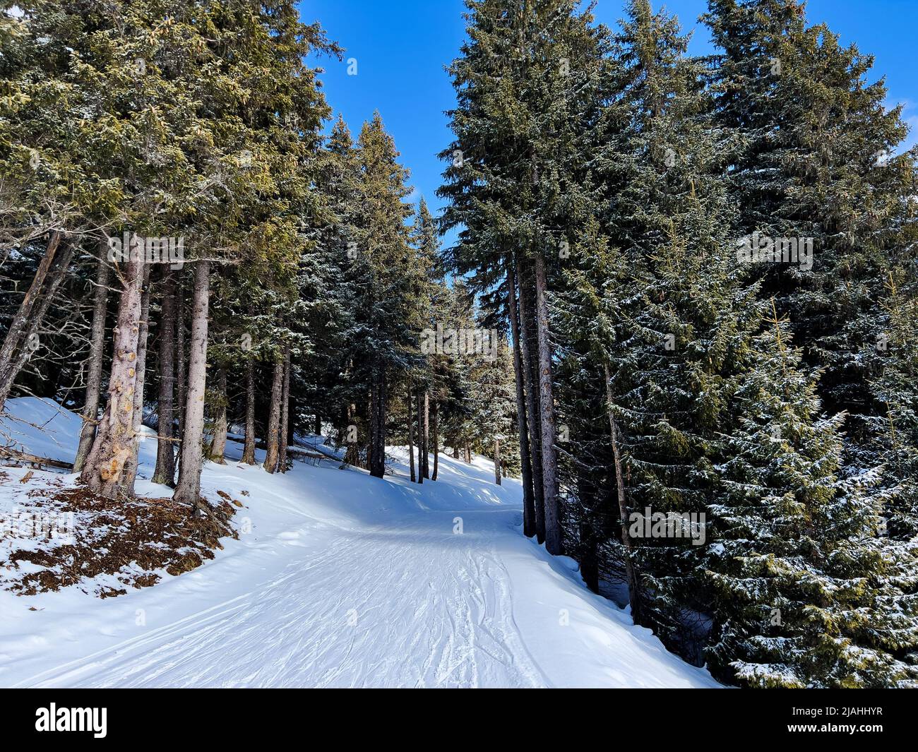 Beautiful ski track goes through pine forest on alpine resort Stock Photo