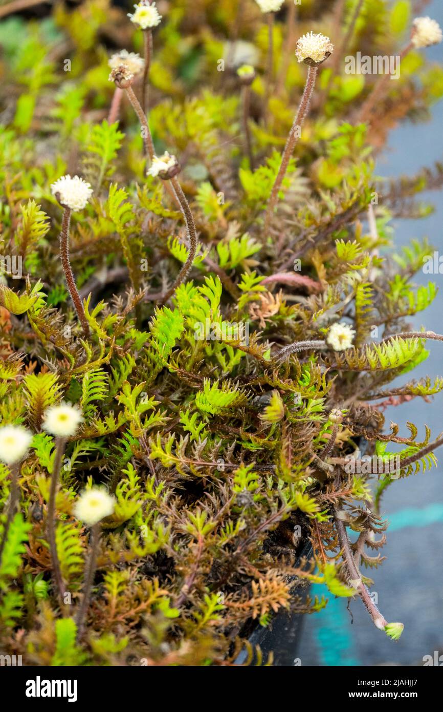 Leptinella squalida, New Zealand Brass Buttons, Cotula squalida, Dwarf, Decorative, Plant, Blooming, Brass Buttons Stock Photo