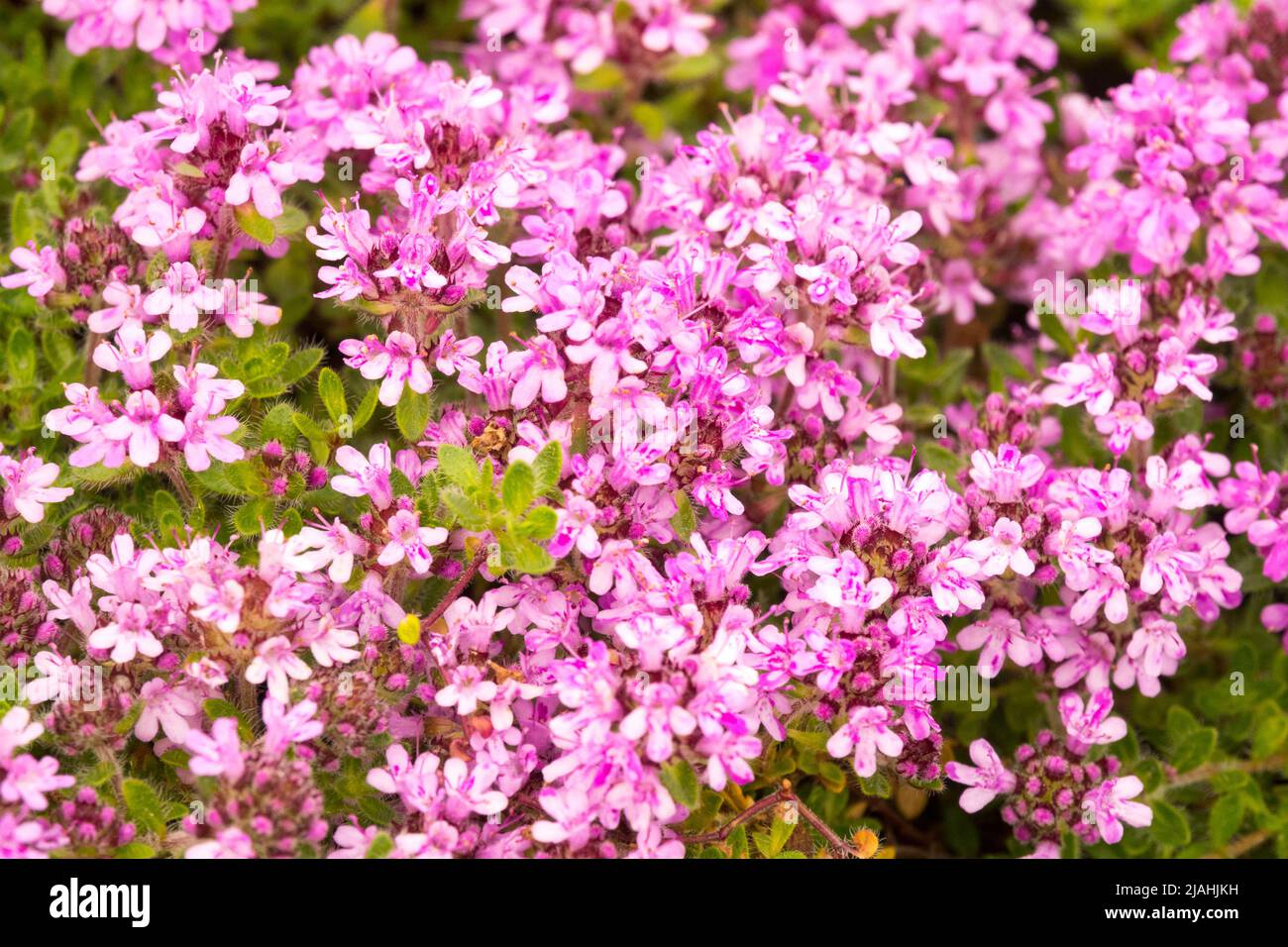 Pink Thyme, Thymus doerfleri "Bressingham", Dwarf, Small, Cover Plant